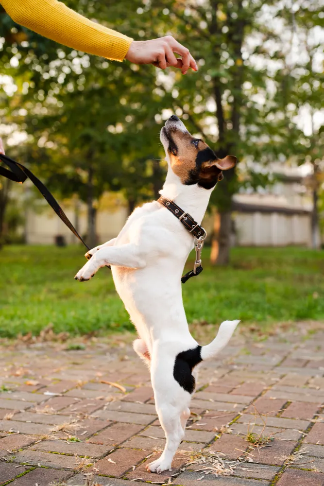 Perro pequeño recibe premio alzándose en dos patas.