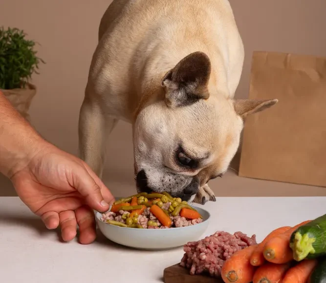 Perro comiendo comida casera nutritiva.