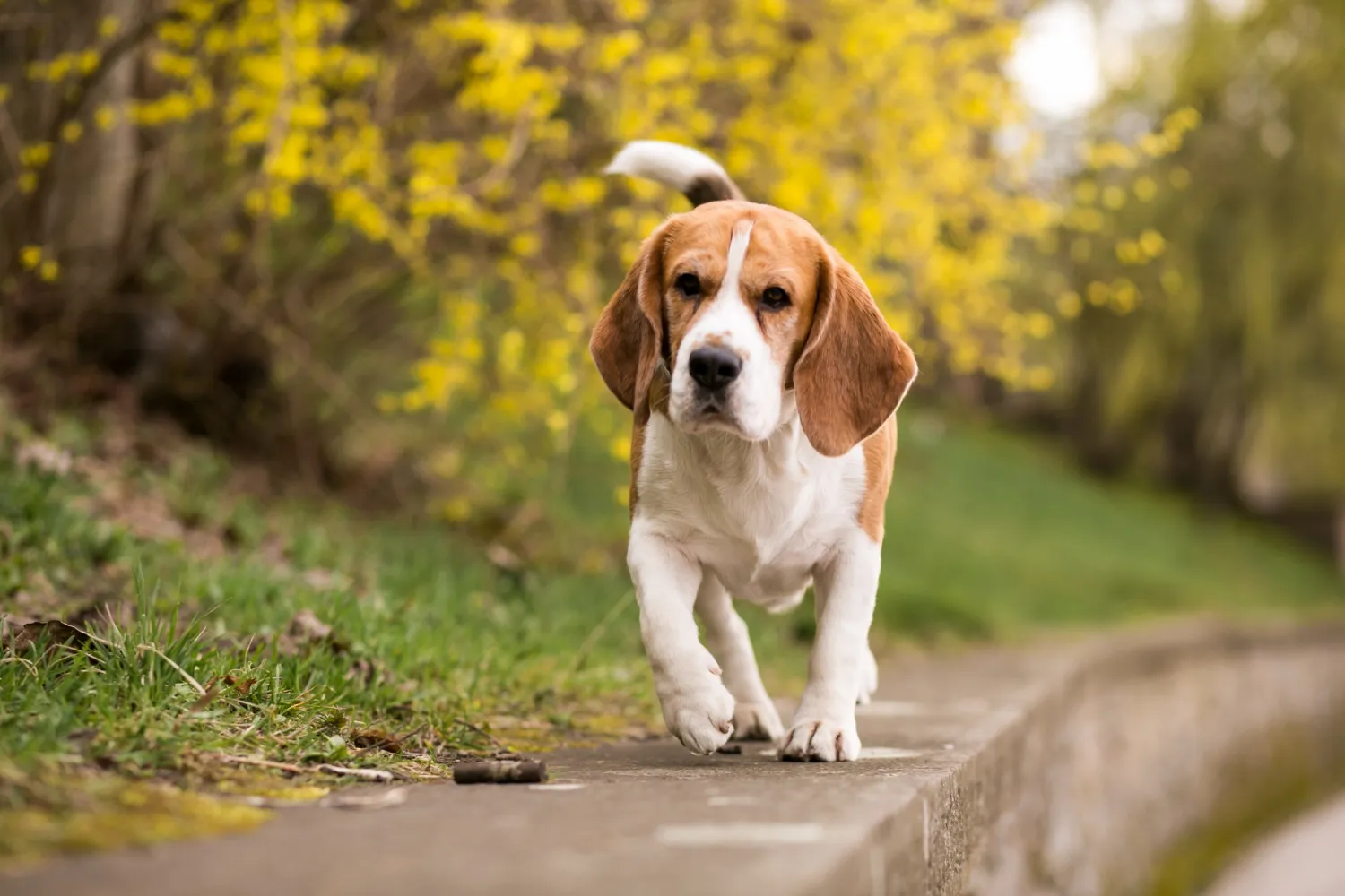 Perro beagle caminando en el parque durante primavera