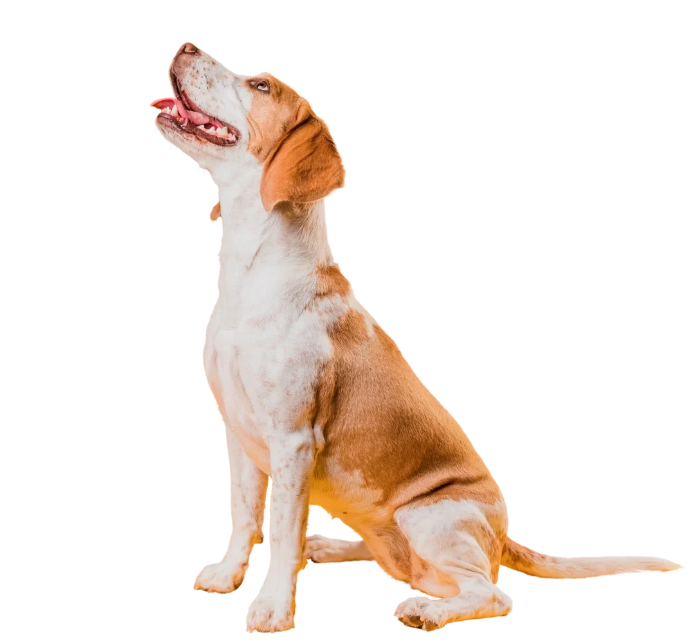 Perro Beagle sentado mirando hacia arriba